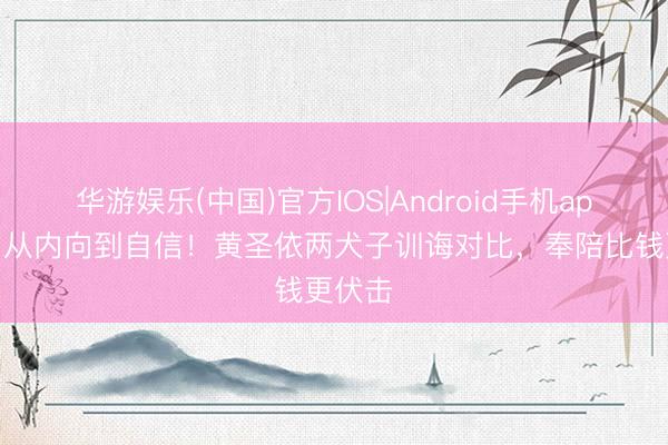 华游娱乐(中国)官方IOS|Android手机app下载 从内向到自信！黄圣依两犬子训诲对比，奉陪比钱更伏击